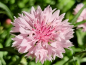 Preview: Kornblume Rosa - Centaurea cyanus "Tom Pouce Pink"