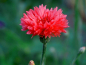 Preview: Kornblume "Red Ball" - Centaurea cyanus