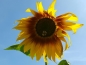 Preview: Sonnenblume - Helianthus annuus "Ring of Fire"