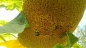 Preview: Titanen Sonnenblume -  Helianthus annuus 'Titan'
