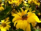Preview: Saatgut Stauden Sonnenblume - Helianthus decapetalus