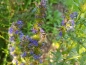 Preview: Blauer Ysop - Hyssopus officinalis
